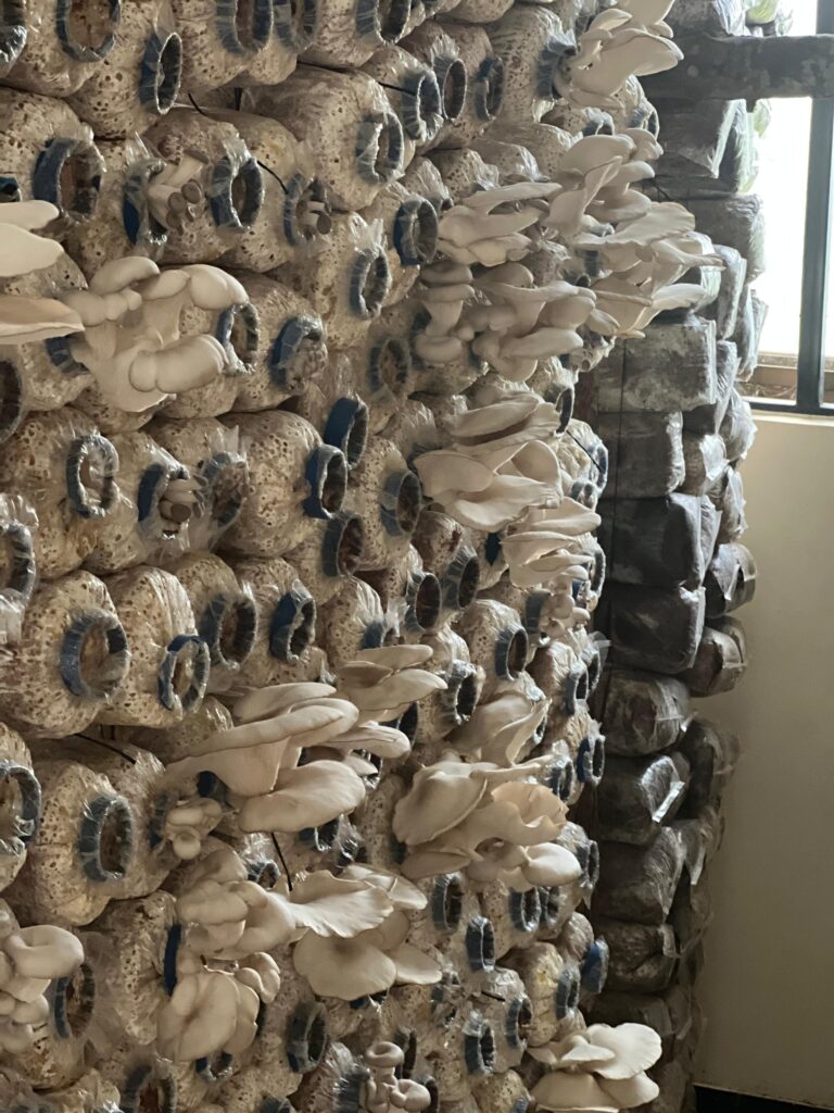 mushroom farming